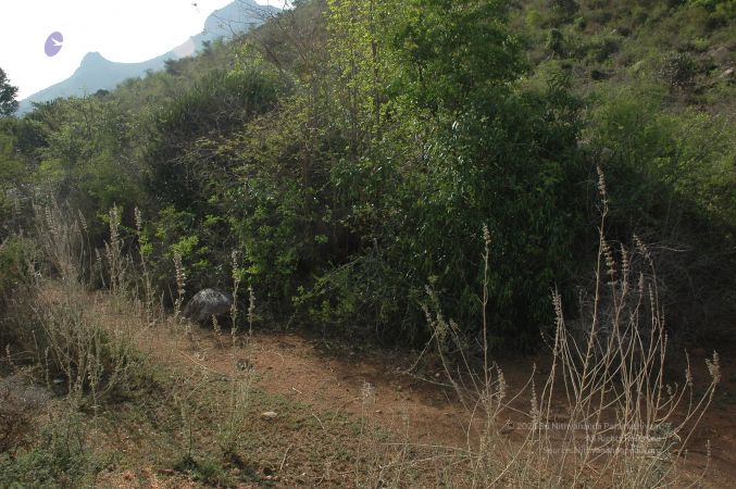 19780101 Inner Girivala Tiruvannamalai 10May2007 100-99.jpg