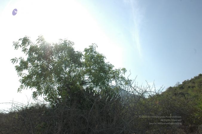 19780101 Inner Girivala Tiruvannamalai 10May2007 117-116.jpg