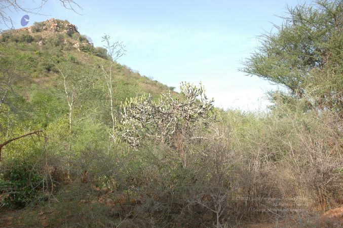 19780101 Inner Girivala Tiruvannamalai 10May2007 157-156.jpg