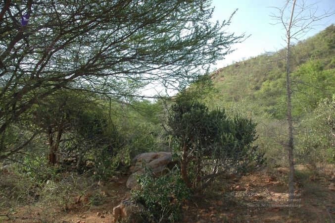 19780101 Inner Girivala Tiruvannamalai 10May2007 158-157.jpg