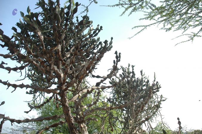 19780101 Inner Girivala Tiruvannamalai 10May2007 159-158.jpg