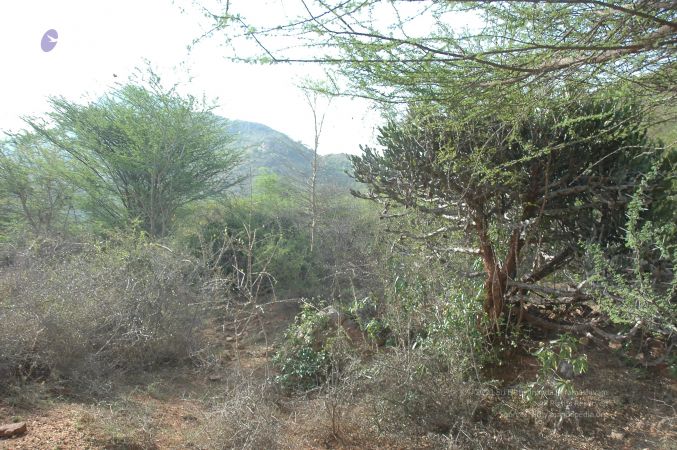 19780101 Inner Girivala Tiruvannamalai 10May2007 160-159.jpg