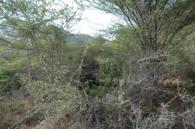 19780101 Inner Girivala Tiruvannamalai 10May2007 163-162.jpg