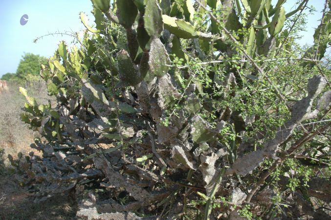 19780101 Inner Girivala Tiruvannamalai 10May2007 166-165.jpg