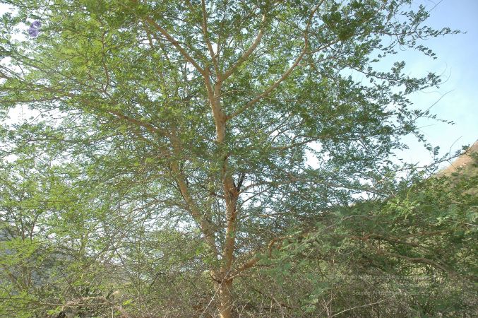 19780101 Inner Girivala Tiruvannamalai 10May2007 167-166.jpg