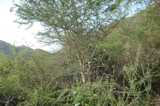 19780101 Inner Girivala Tiruvannamalai 10May2007 168-167.jpg