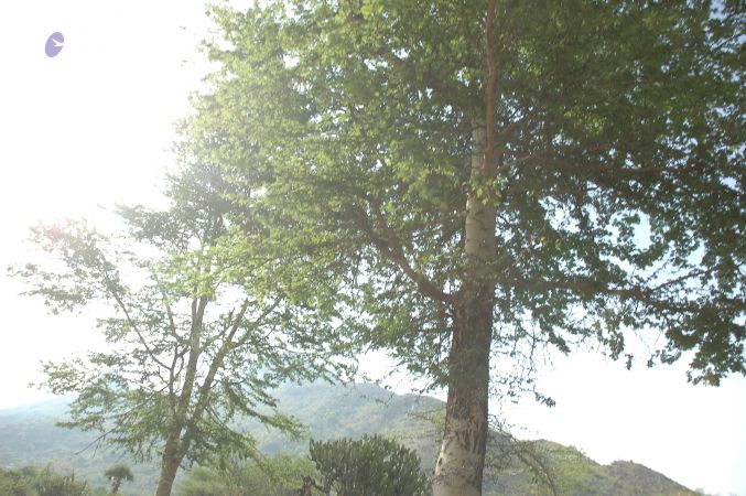 19780101 Inner Girivala Tiruvannamalai 10May2007 177-176.jpg