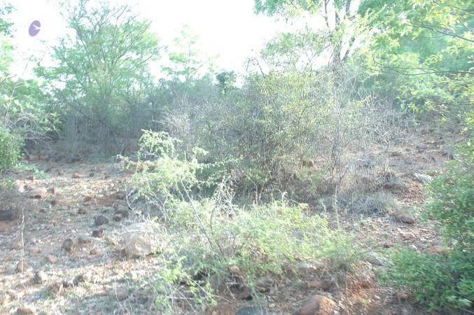 19780101 Inner Girivala Tiruvannamalai 10May2007 23-22.jpg