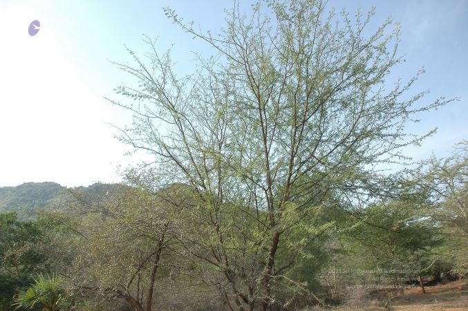 19780101 Inner Girivala Tiruvannamalai 10May2007 232-231.jpg