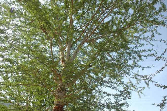 19780101 Inner Girivala Tiruvannamalai 10May2007 247-246.jpg