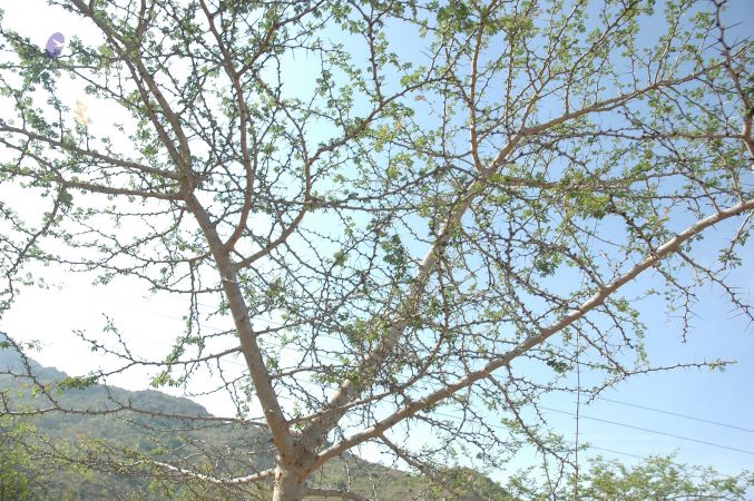 19780101 Inner Girivala Tiruvannamalai 10May2007 271-270.jpg