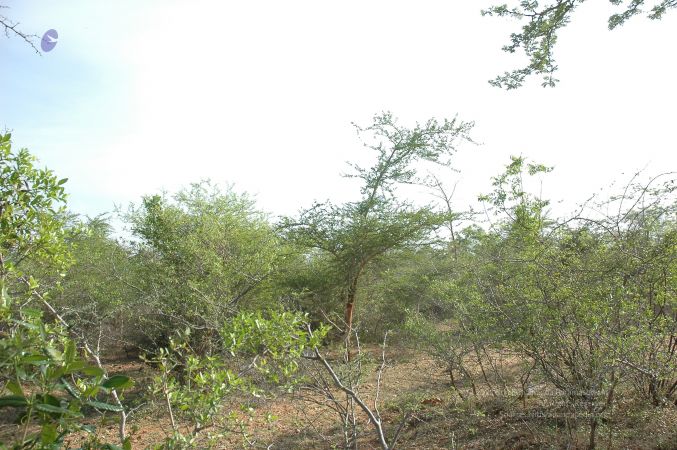 19780101 Inner Girivala Tiruvannamalai 10May2007 275-274.jpg