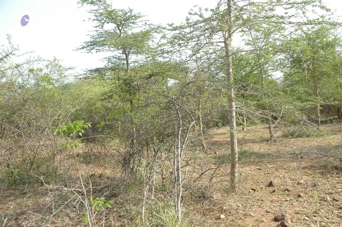 19780101 Inner Girivala Tiruvannamalai 10May2007 281-280.jpg