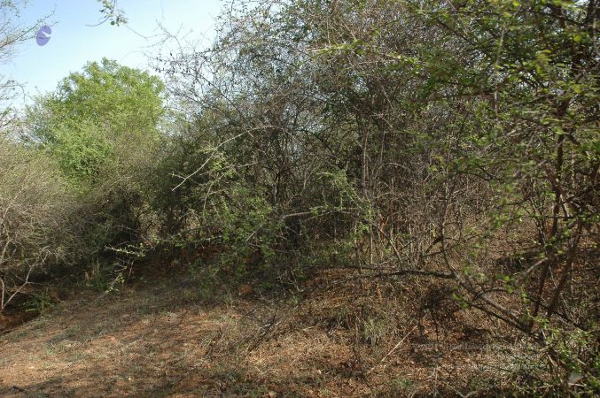 19780101 Inner Girivala Tiruvannamalai 10May2007 289-288.jpg