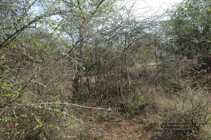 19780101 Inner Girivala Tiruvannamalai 10May2007 290-289.jpg