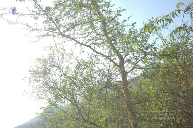 19780101 Inner Girivala Tiruvannamalai 10May2007 295-294.jpg