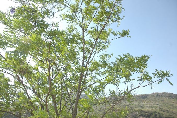 19780101 Inner Girivala Tiruvannamalai 10May2007 342-341.jpg