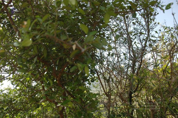 19780101 Inner Girivala Tiruvannamalai 10May2007 348-347.jpg