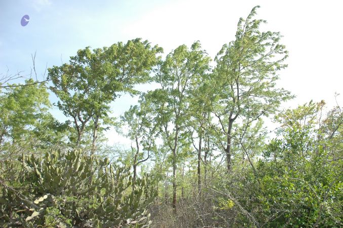 19780101 Inner Girivala Tiruvannamalai 10May2007 364-363.jpg