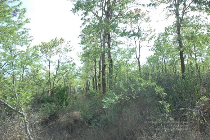 19780101 Inner Girivala Tiruvannamalai 10May2007 367-366.jpg