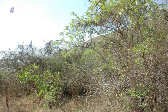 19780101 Inner Girivala Tiruvannamalai 10May2007 369-368.jpg