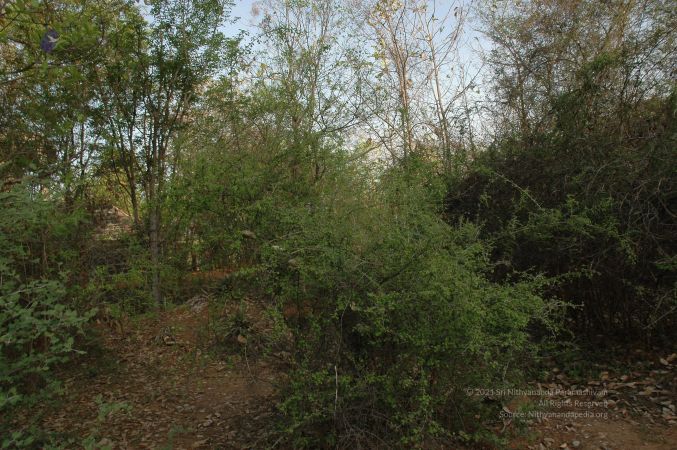 19780101 Inner Girivala Tiruvannamalai 10May2007 37-36.jpg