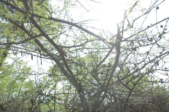 19780101 Inner Girivala Tiruvannamalai 10May2007 374-373.jpg