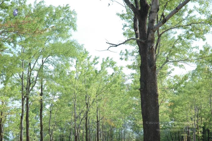 19780101 Inner Girivala Tiruvannamalai 10May2007 379-378.jpg