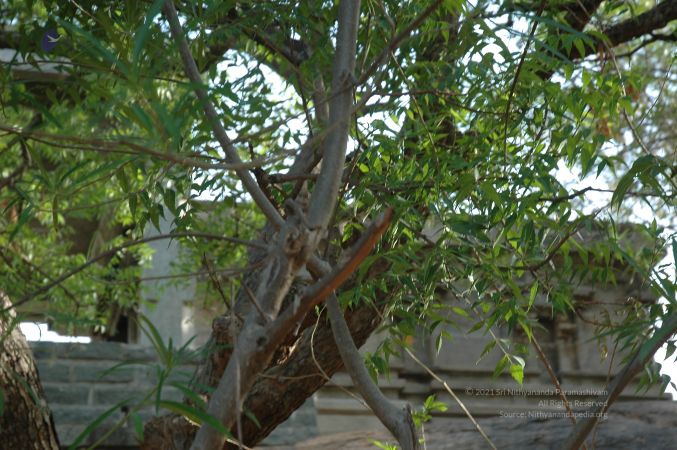 19780101 Inner Girivala Tiruvannamalai 10May2007 41-40.jpg