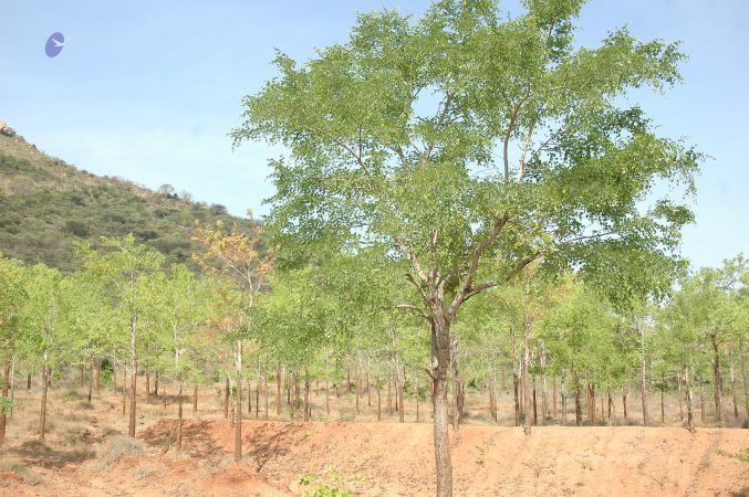 19780101 Inner Girivala Tiruvannamalai 10May2007 445-444.jpg