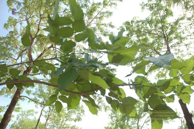 19780101 Inner Girivala Tiruvannamalai 10May2007 478-477.jpg
