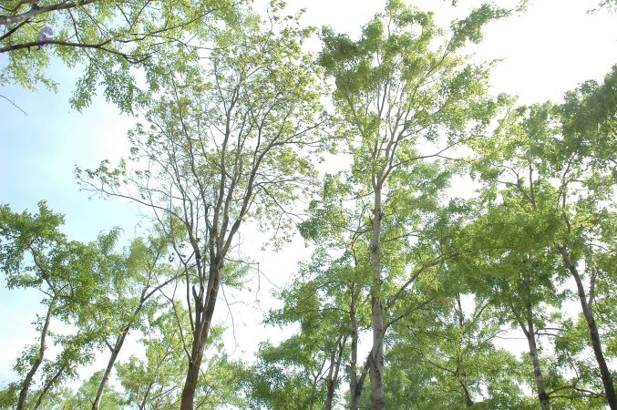 19780101 Inner Girivala Tiruvannamalai 10May2007 483-482.jpg