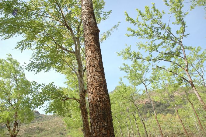 19780101 Inner Girivala Tiruvannamalai 10May2007 485-484.jpg