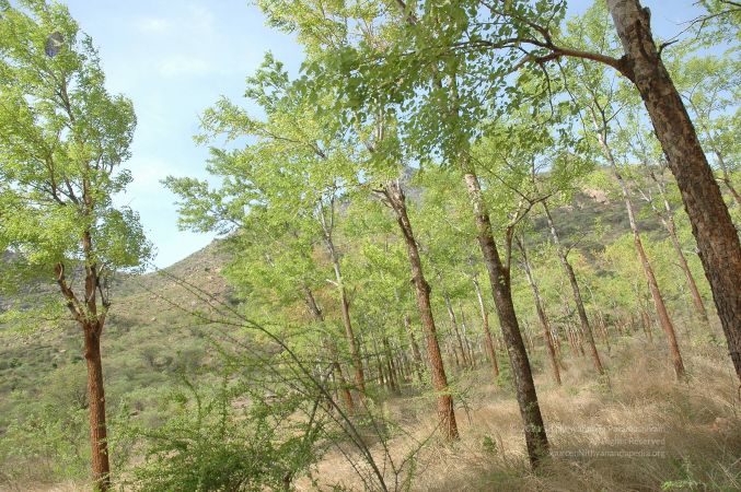 19780101 Inner Girivala Tiruvannamalai 10May2007 487-486.jpg