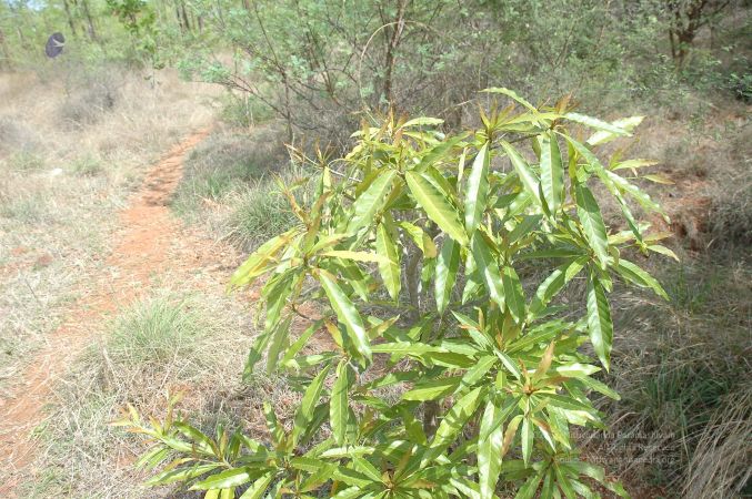 19780101 Inner Girivala Tiruvannamalai 10May2007 500-499.jpg