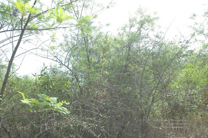 19780101 Inner Girivala Tiruvannamalai 10May2007 503-502.jpg