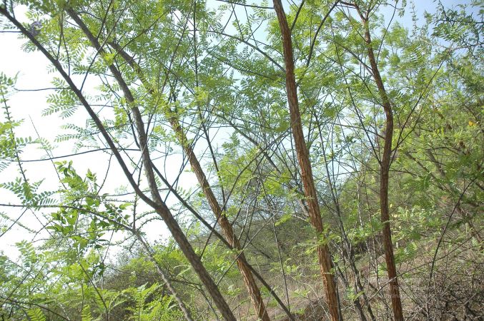 19780101 Inner Girivala Tiruvannamalai 10May2007 509-508.jpg