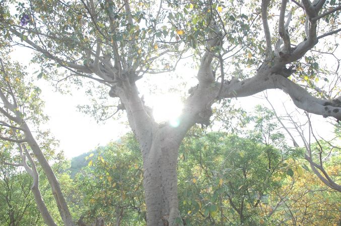 19780101 Inner Girivala Tiruvannamalai 10May2007 51-50.jpg