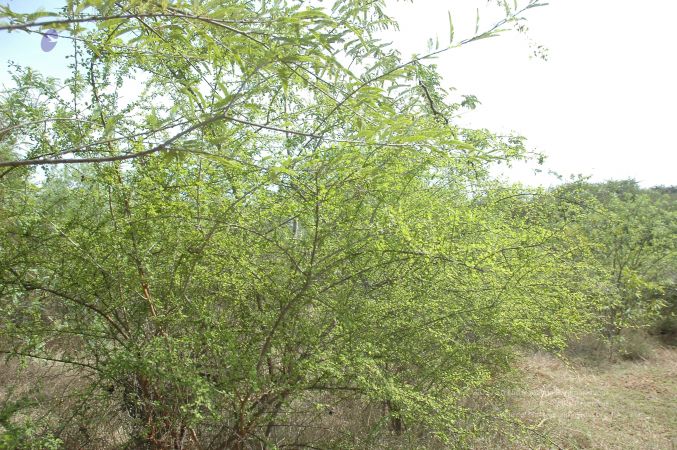 19780101 Inner Girivala Tiruvannamalai 10May2007 513-512.jpg