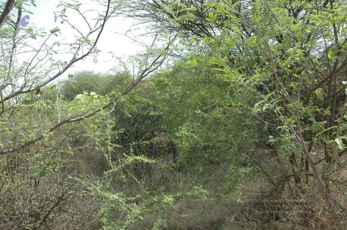 19780101 Inner Girivala Tiruvannamalai 10May2007 517-516.jpg