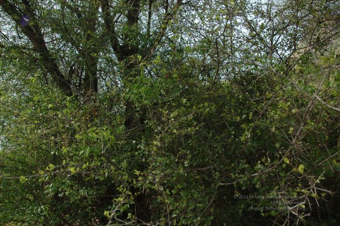 19780101 Inner Girivala Tiruvannamalai 10May2007 524-523.jpg