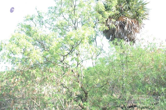 19780101 Inner Girivala Tiruvannamalai 10May2007 56-55.jpg