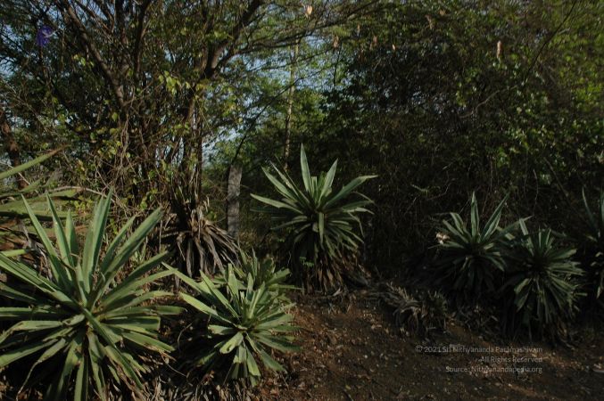 19780101 Inner Girivala Tiruvannamalai 10May2007 62-61.jpg