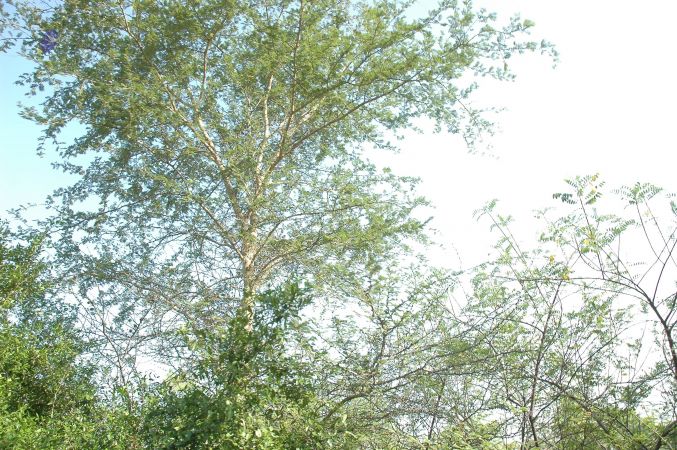 19780101 Inner Girivala Tiruvannamalai 10May2007 69-68.jpg