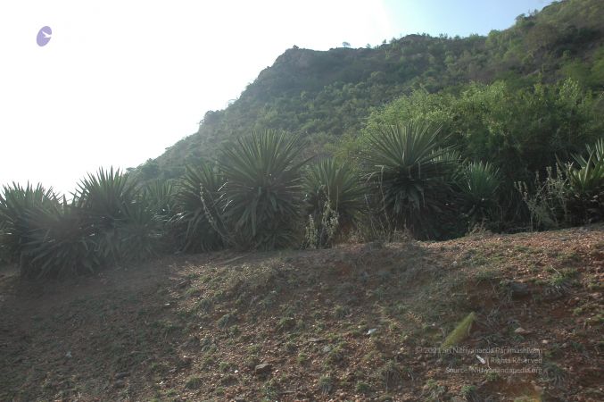 19780101 Inner Girivala Tiruvannamalai 10May2007 83-82.jpg