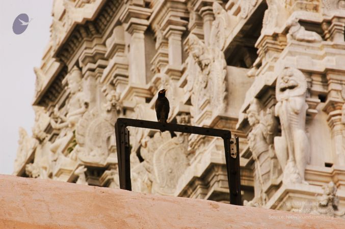 1989-GANESHA TiruvannamalaiTemple BanyanTreeGaneshaArea Nov2006 2-02.jpg