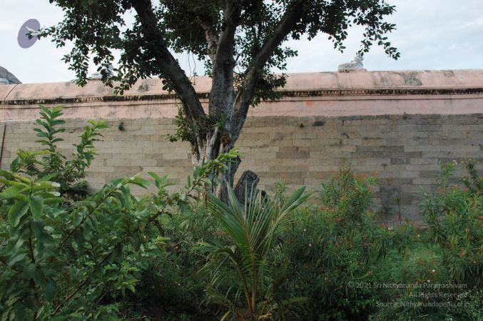1989-GANESHA TiruvannamalaiTemple BanyanTreeGaneshaArea Nov2006 31-31.jpg