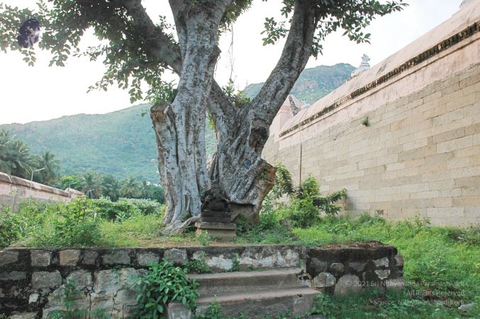 1989-GANESHA TiruvannamalaiTemple BanyanTreeGaneshaArea Nov2006 33-33.jpg