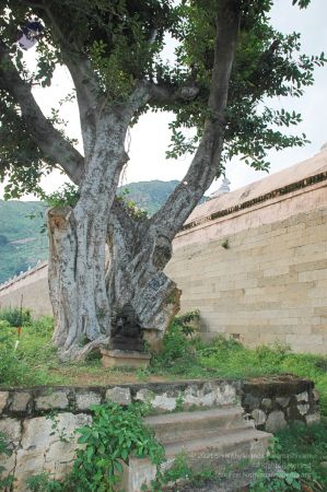 1989-GANESHA TiruvannamalaiTemple BanyanTreeGaneshaArea Nov2006 38-38.jpg