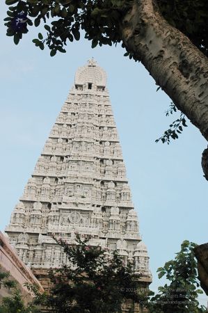 1989-GANESHA TiruvannamalaiTemple BanyanTreeGaneshaArea Nov2006 60-60.jpg